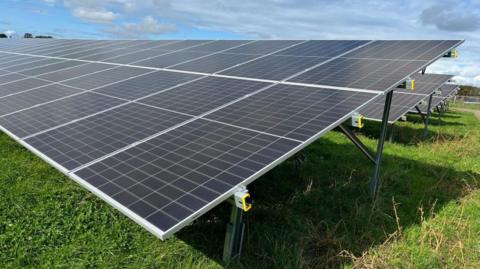 A series of solar panels are on grass with the tops of some trees and blue sky seen in the background.