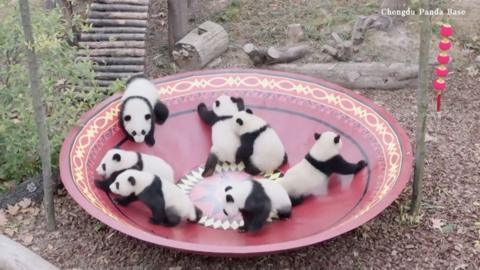 Seven black and white fluffy giant panda cubs playing in something that looks like a big red bowl, with gold patterns around the edge.
