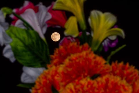 A full moon in a black sky can be seen amongst a gap in orange, yellow and red flowers