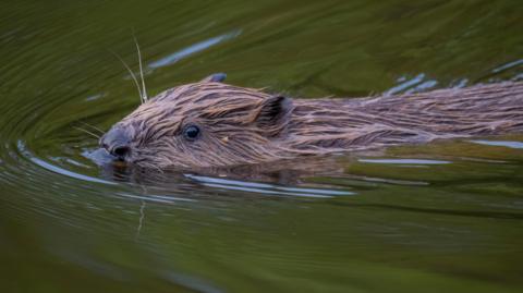 beaver swimming in water.