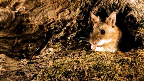 A close-up of a mouse in a tree trunk