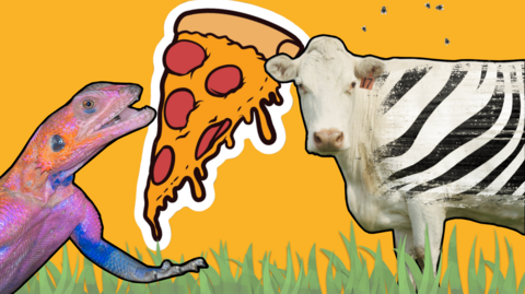 A lizard, piza and a cow with zebra stripes. 