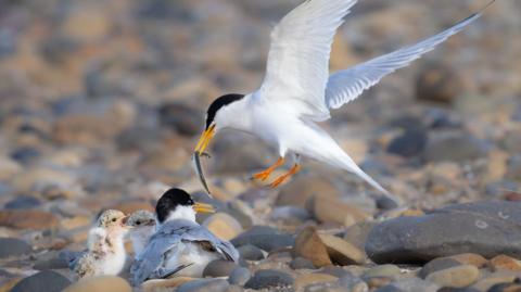 A little tern is returning to land with a fish clasped in its beak. Two chicks and another adult tern are waiting on the rocky beach.