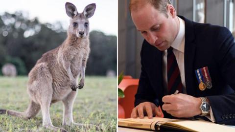 A composite image showing Prince William on the left and a kangaroo on the right