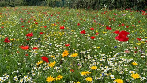 A field of wildflowers of different colours bordered by a hedge in the background 