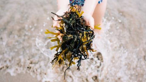Child holding seaweed. 