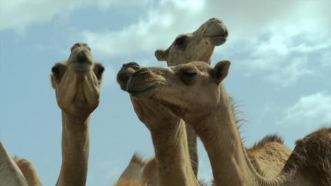 camels.