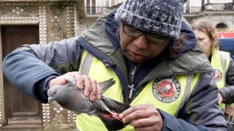 A man in a hi-viz vest holding a pigeon 