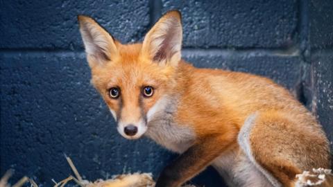 A baby fox looking at the camera.