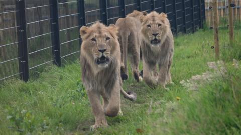 Two Asiatic lions looking to camera on grass in an enclosure.