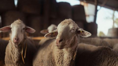 Two sheep side by side among a larger group of sheep in a shed