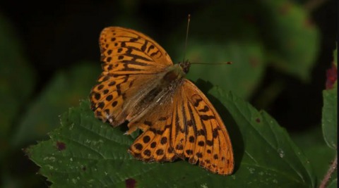 Silver-washed Fritillary on a leaf. 
