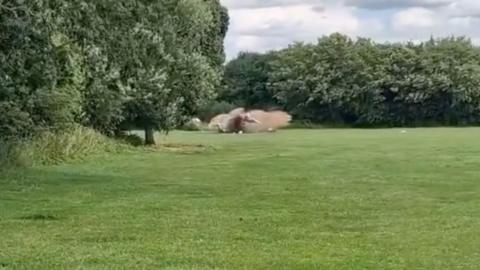 Footage of bombs being destroyed in controlled explosion