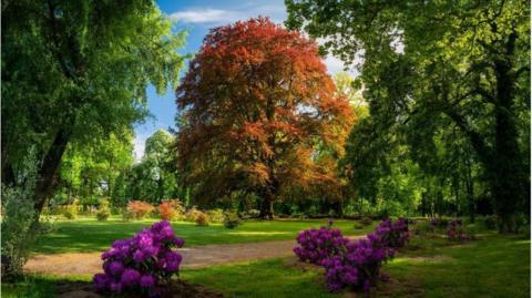 A majestic Common Beech tree stands in a park, its leaves displaying a striking mix of red and orange colours. Clusters of purple rhododendrons add bursts of colour to the foreground and a peaceful path wind through the park.