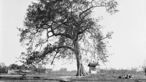 The Documentary - Tree of Diplomacy