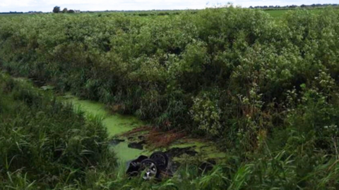 Large green bushes with ditch in the centre. The ditch is filled with water that has a green film on the top. In the bottom centre of the photo the back two tyres can been seen of a sinking car. The car is nose down in the water.