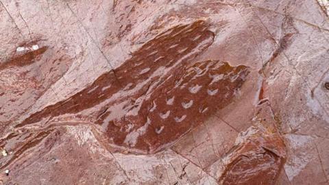 A picture of the fossil. It is a small brown colour shape with markings on it. 