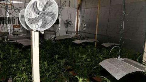 Cannabis farm