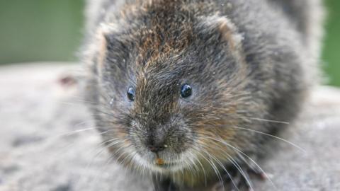 Vole