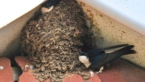 A house martins' nest made of mud in the eaves of a building with two birds - one inside and one perched outside