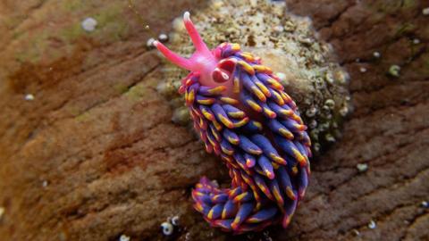 A vibrant purple, pink and yellow sea slug on a shell underwater. 