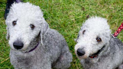 Two Bedlington terriers which white and grey curly hair looking up into the camera. They both have brown eyes and black noses. The one on the left is slightly larger with a purple collar and lead, while the one on the right has a red lead. They are sitting on a patch of grass.