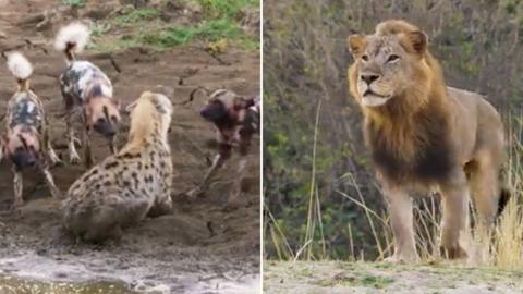 Composite image showing wild dogs surrounding a hyena, and a lion