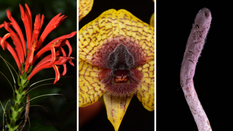 Photos of three plants, a bright red plant on the left, a yellow plant with a maroon centre, and a white/pink fungus that looks like a worm on the right.