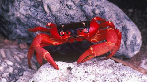 red crab