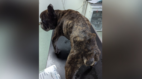 The small, brown dog is standing on a black vet's table and is very thin and bony.