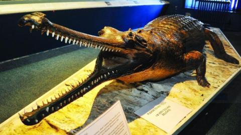 A stuffed gharial on display in a museum. The gharial looks similar to a crocodile and has its long jaws wide open displaying its sharp teeth.