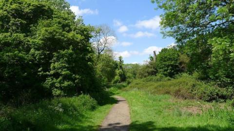 A path is in the middle of the image with short grass either side. There are tall trees and bushed leading either side of the pathway. 