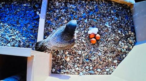 A webcam filming from above shows a grey peregrine falcon stood beside three brown eggs and a small white chick. 