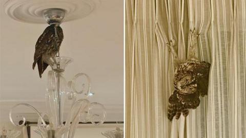 Side-by-side pictures. On the left there is an owl on top of a glass chandelier. On the right there is an owl hanging upside down on curtains.