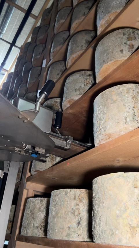 Shelves of very large cheddar cheeses are lined up in rows, while a mechanical arm reaches in