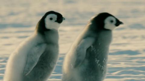 Emperor penguin chicks