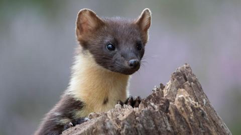 Pine marten peaking over a log