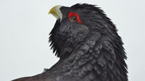 Capercaillie looking up to its left