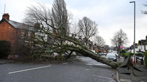 Many trees have fallen, like this one in Belfast, causing damage to homes, cars and pavements. 