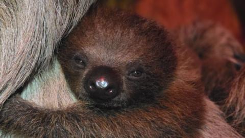 Clawdia the sloth is in the middle of the image. She is a light brown colour and has a large nose. She has one arm over her mum and is looking at the camera. 