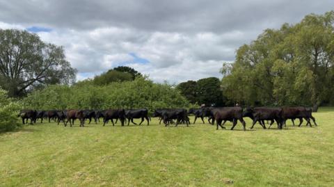 A photograph of cows on a field in a park