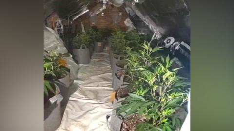 Cannabis plants are pictured in a row with growing equipment visible in the background