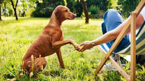 A brown dog that is quite lanky has its paw up resting on someone's hand who is sat in a stripy deck hair next to them in a field. The dog is looking towards the person who is wearing jeans and trainers and white top. No one else can be seen in the field but there are two garden chairs in the distance.