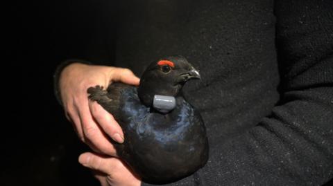 A male black grouse with a radio tag attached to the side of its neck being held by a person who is wearing a black jumper