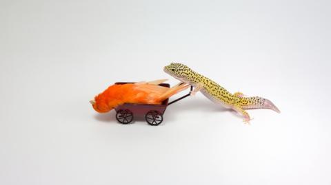 CrowdScience: Do animals hold funerals?