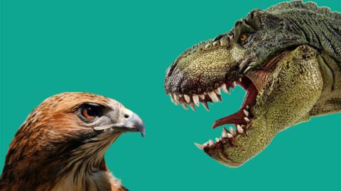 A bird of prey and T.Rex 