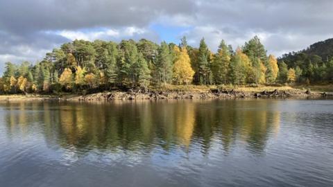 A tree covered island in Glen Affric.