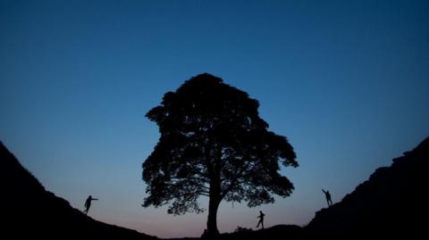 Walkers at Sycamore Gap in Northumberland