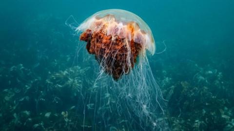 A brownish orange Lion's Mane jellyfish underwater. 