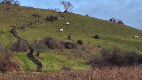 A wooden staircase with multiple steps runs all the way up a steep hill. The hill itself is covered in grassland and shrubbery with several animals grazing on it.